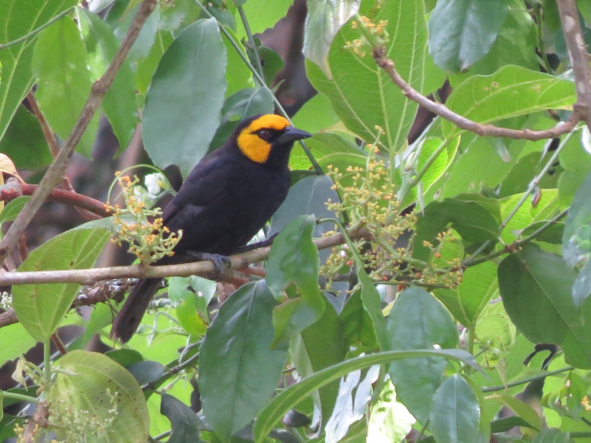 Black-billed Weaver - ML137976821