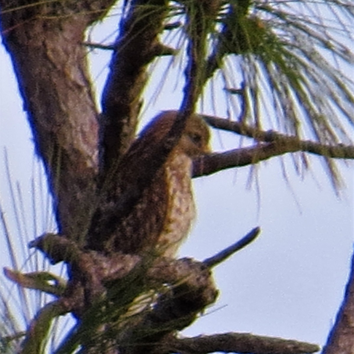 Red-shouldered Hawk - ML137977641