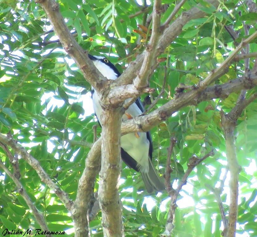 Hooded Tanager - ML137977941