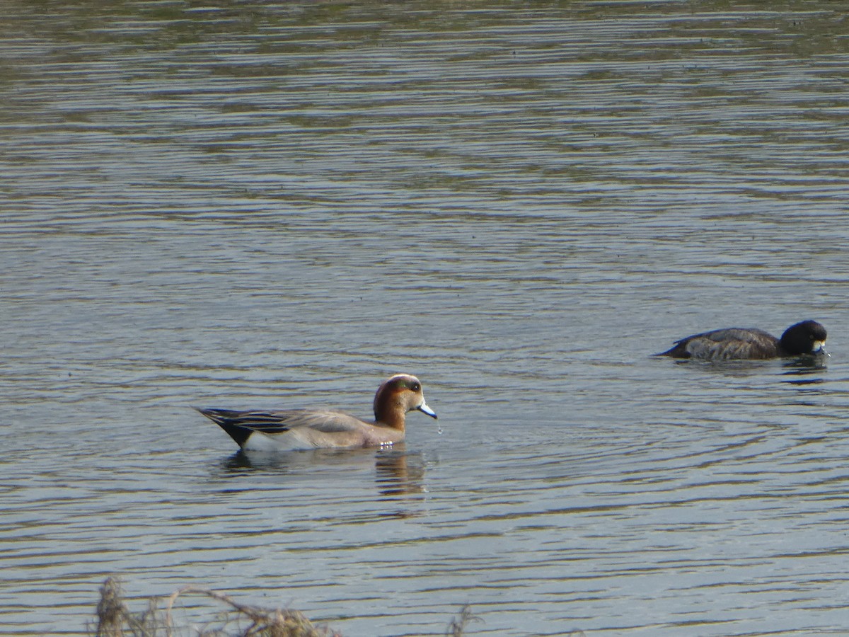 Eurasian x American Wigeon (hybrid) - Tawni Gotbaum