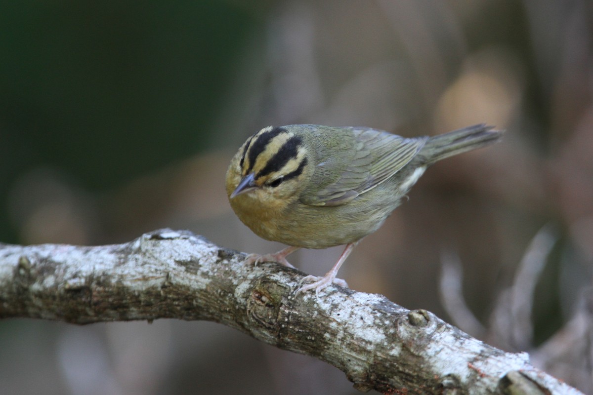 Worm-eating Warbler - Christoph Moning