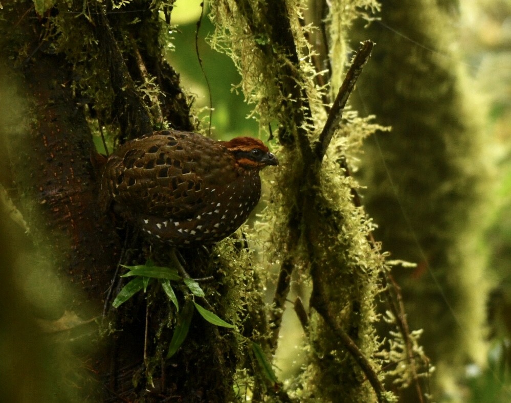 Stripe-faced Wood-Quail - ML137984681