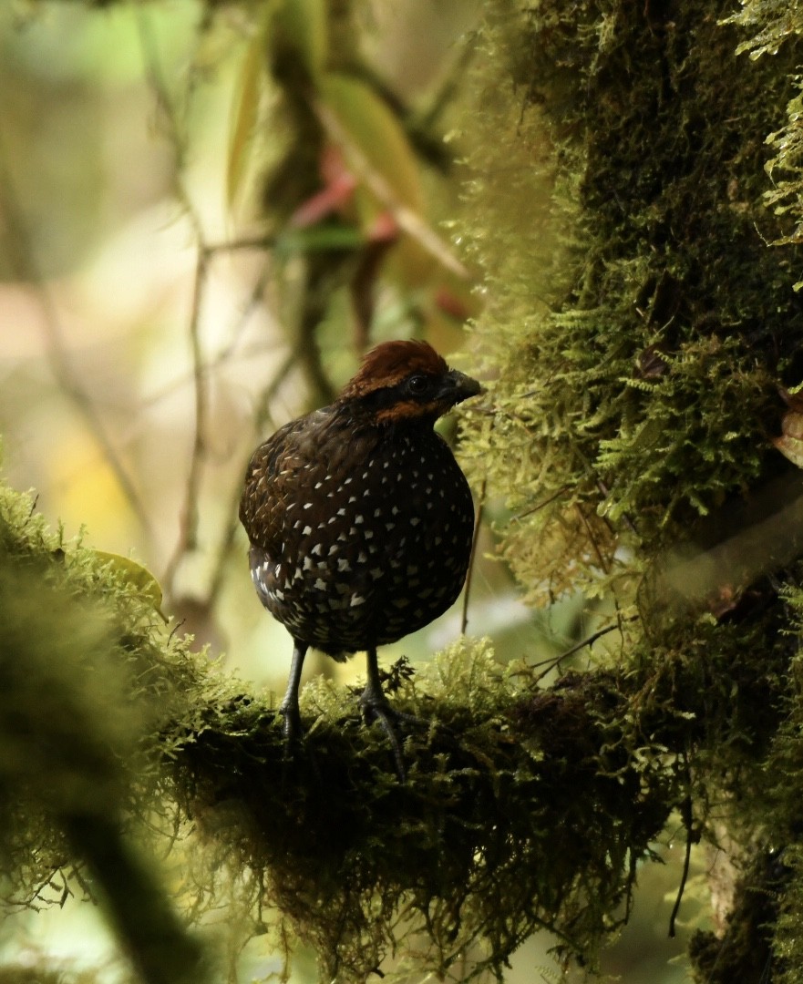 Stripe-faced Wood-Quail - ML137984691