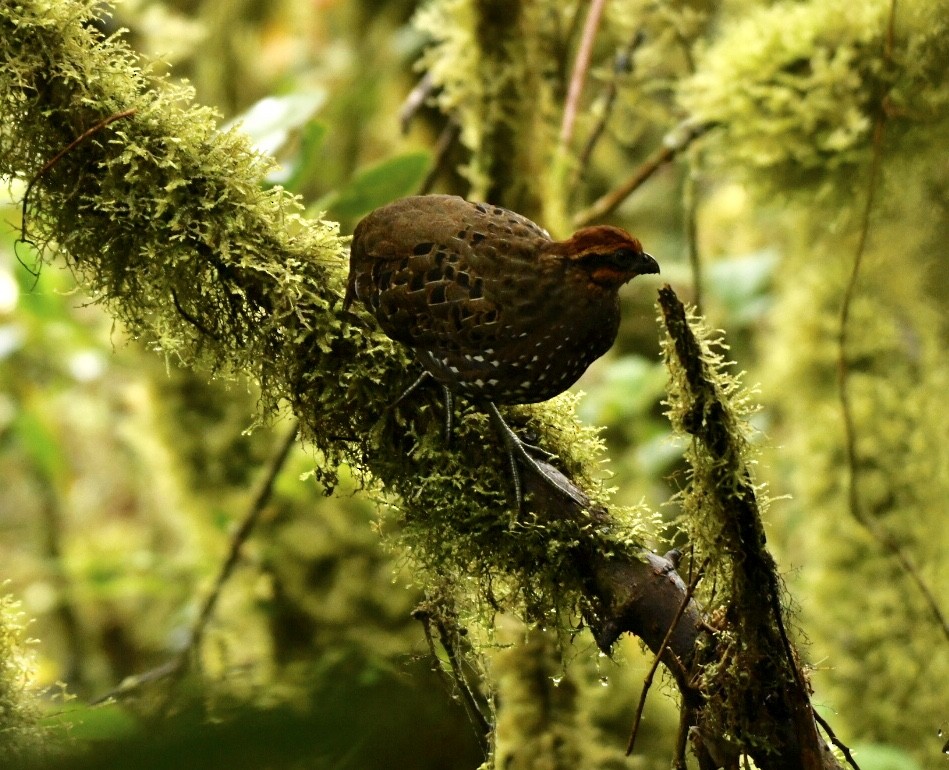 Stripe-faced Wood-Quail - William Orellana (Beaks and Peaks)