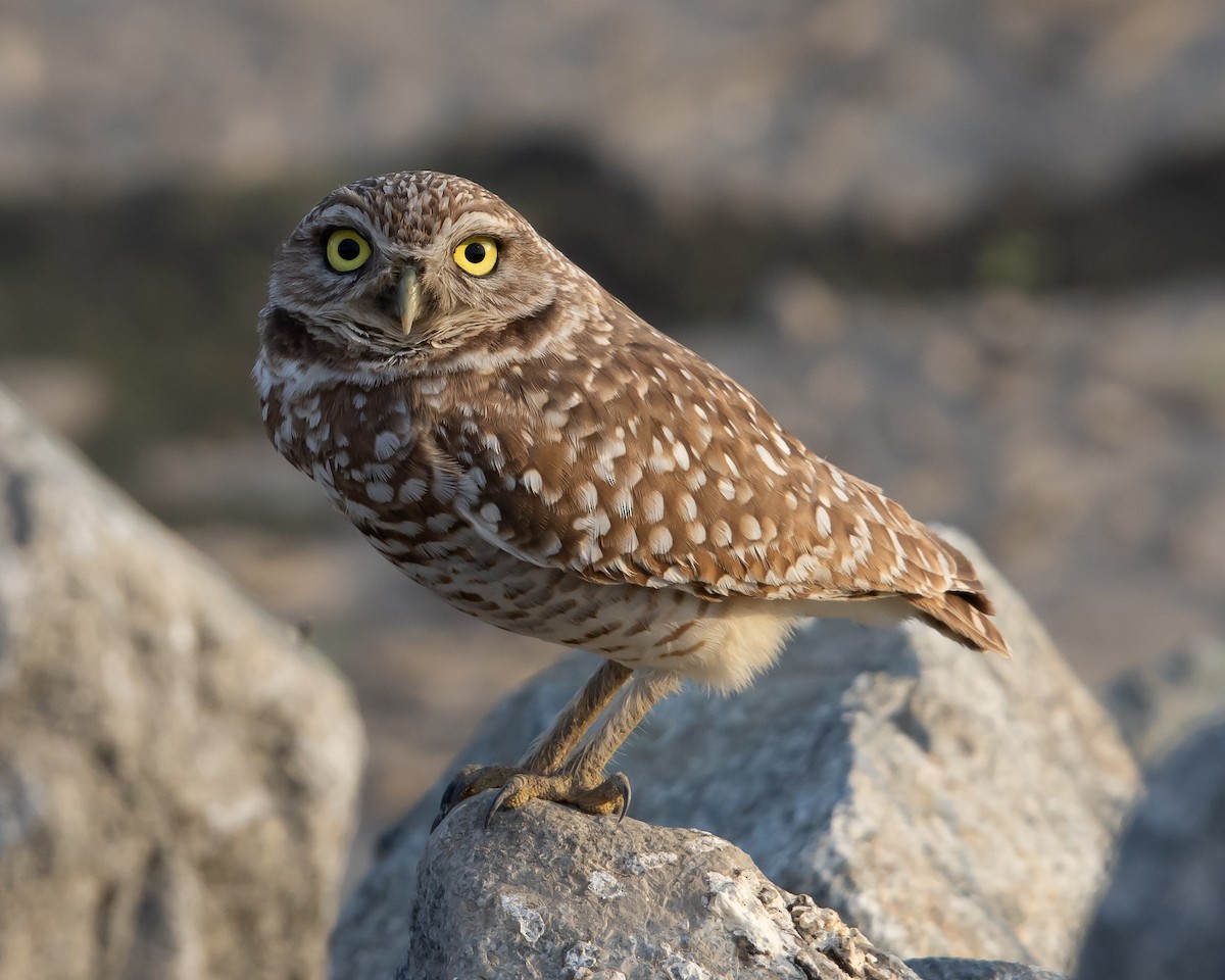 Burrowing Owl - Jason Horton