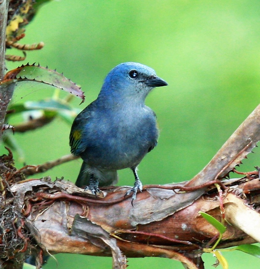 Golden-chevroned Tanager - Todd Pepper