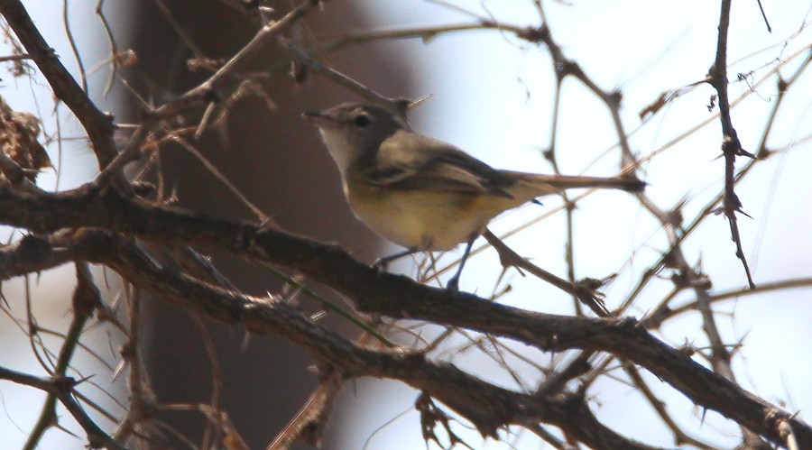 krattvireo - ML137986521