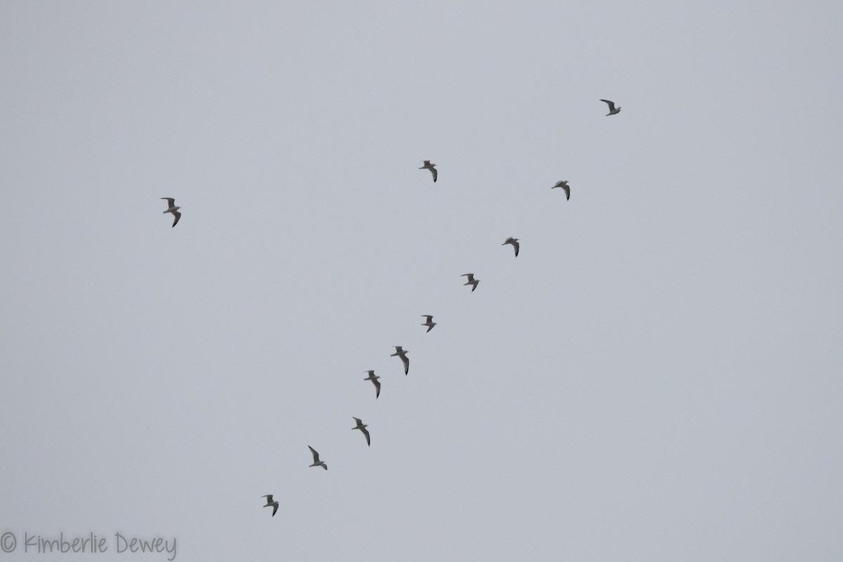 Ring-billed Gull - ML137986721