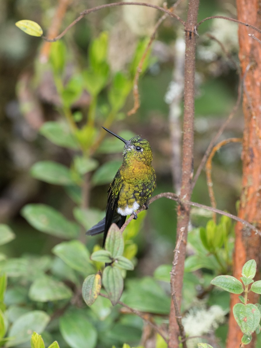 Golden-breasted Puffleg - ML137987691