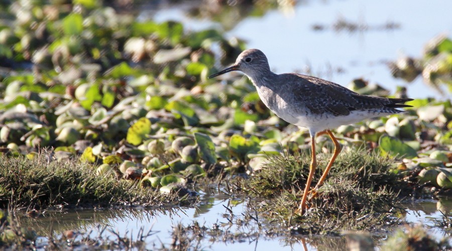 Lesser Yellowlegs - ML137988101