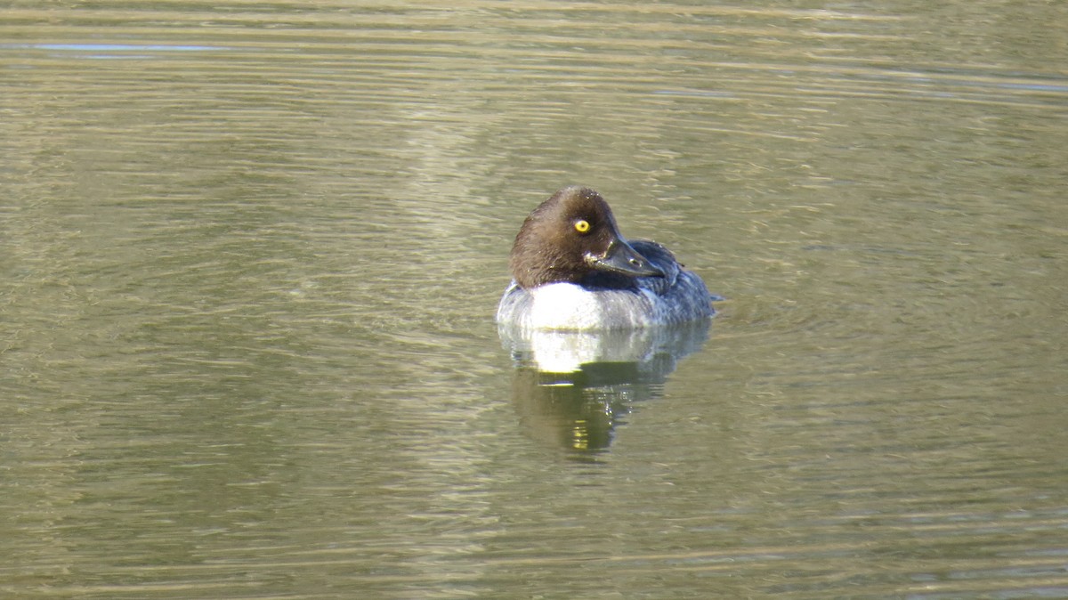 Common Goldeneye - Jim Capel