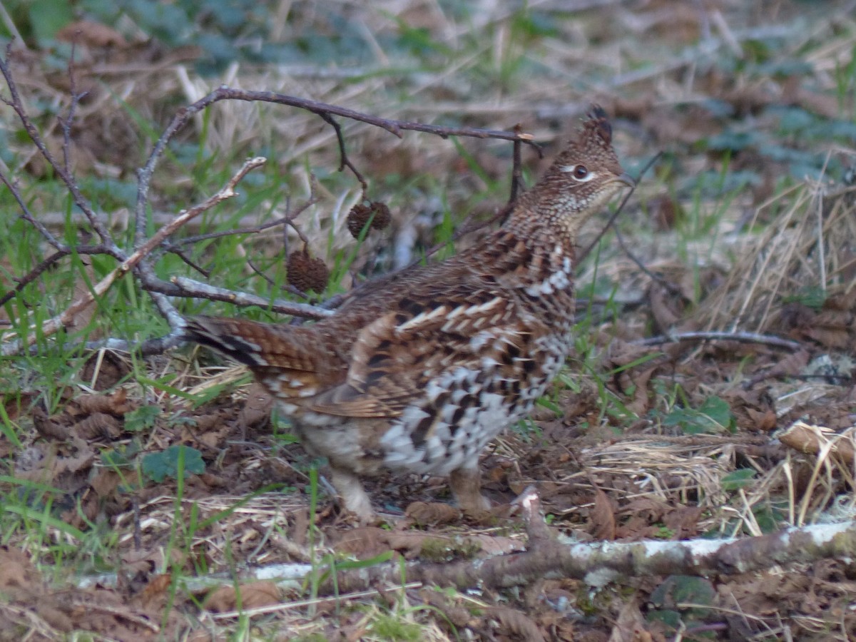 Ruffed Grouse - Wink Gross