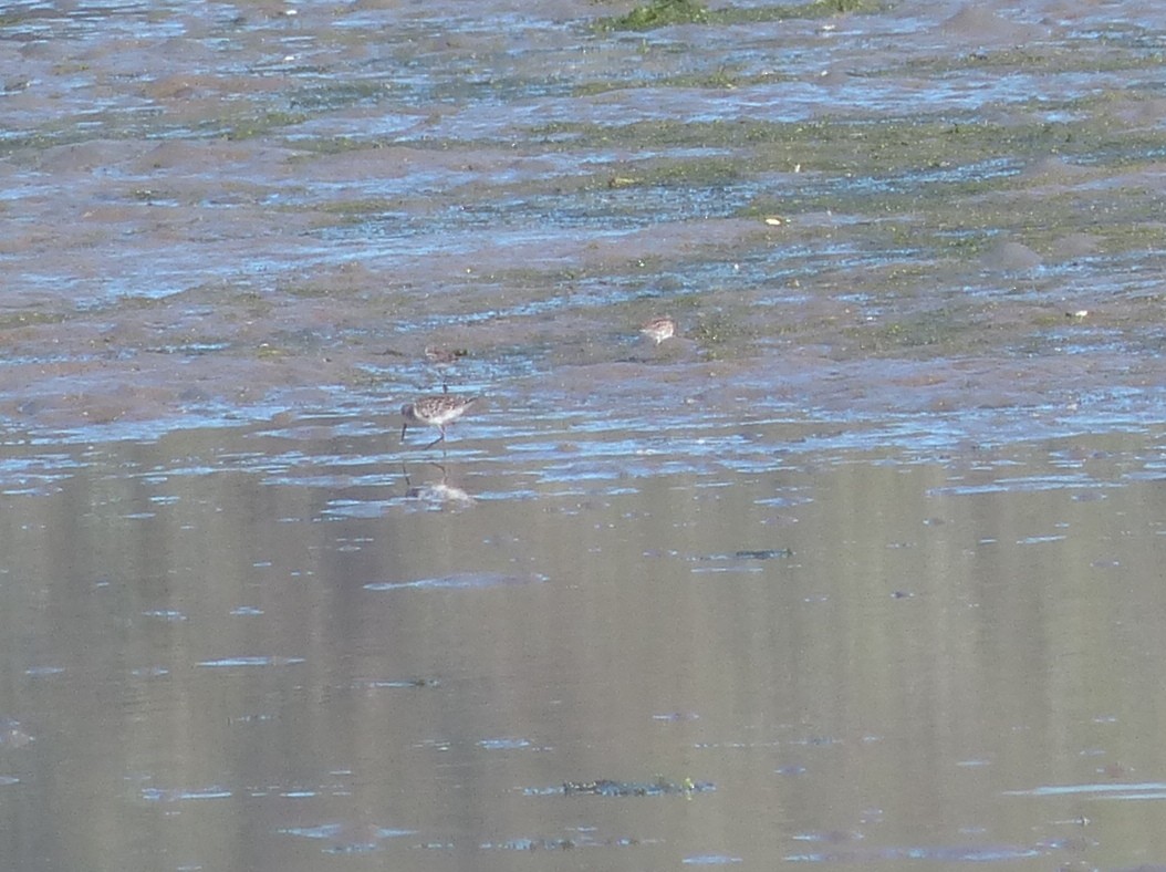 Stilt Sandpiper - ML137992501