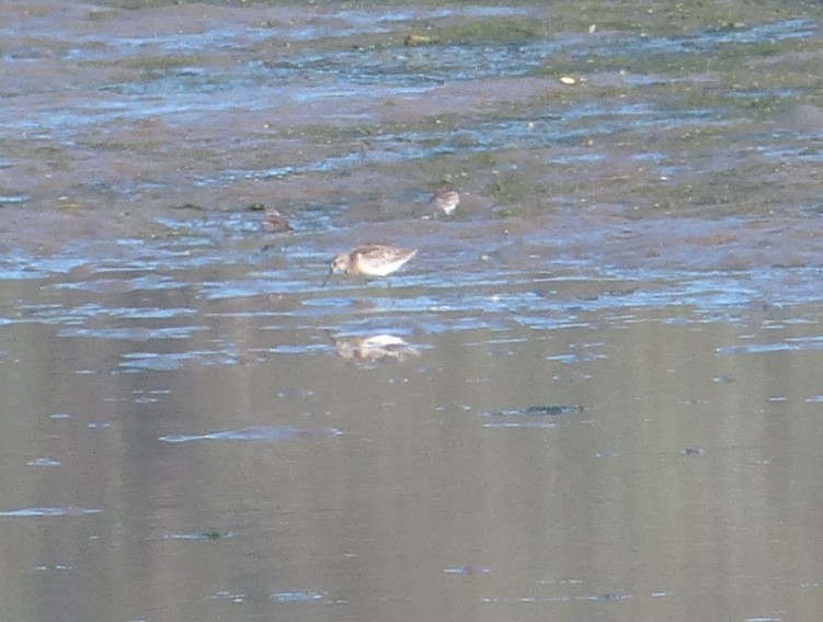 Stilt Sandpiper - ML137992521