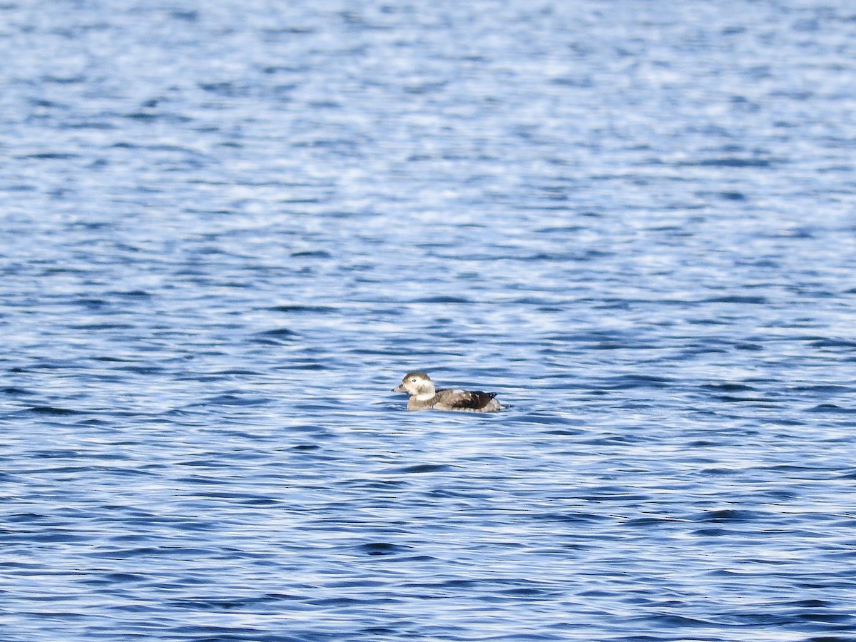 Long-tailed Duck - ML137993111