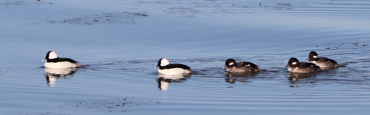 Bufflehead - ML137995011