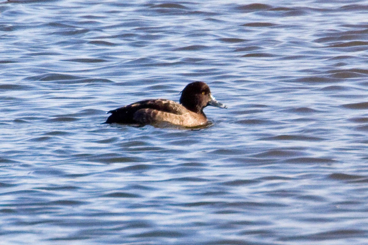 Tufted Duck - Joe Turner