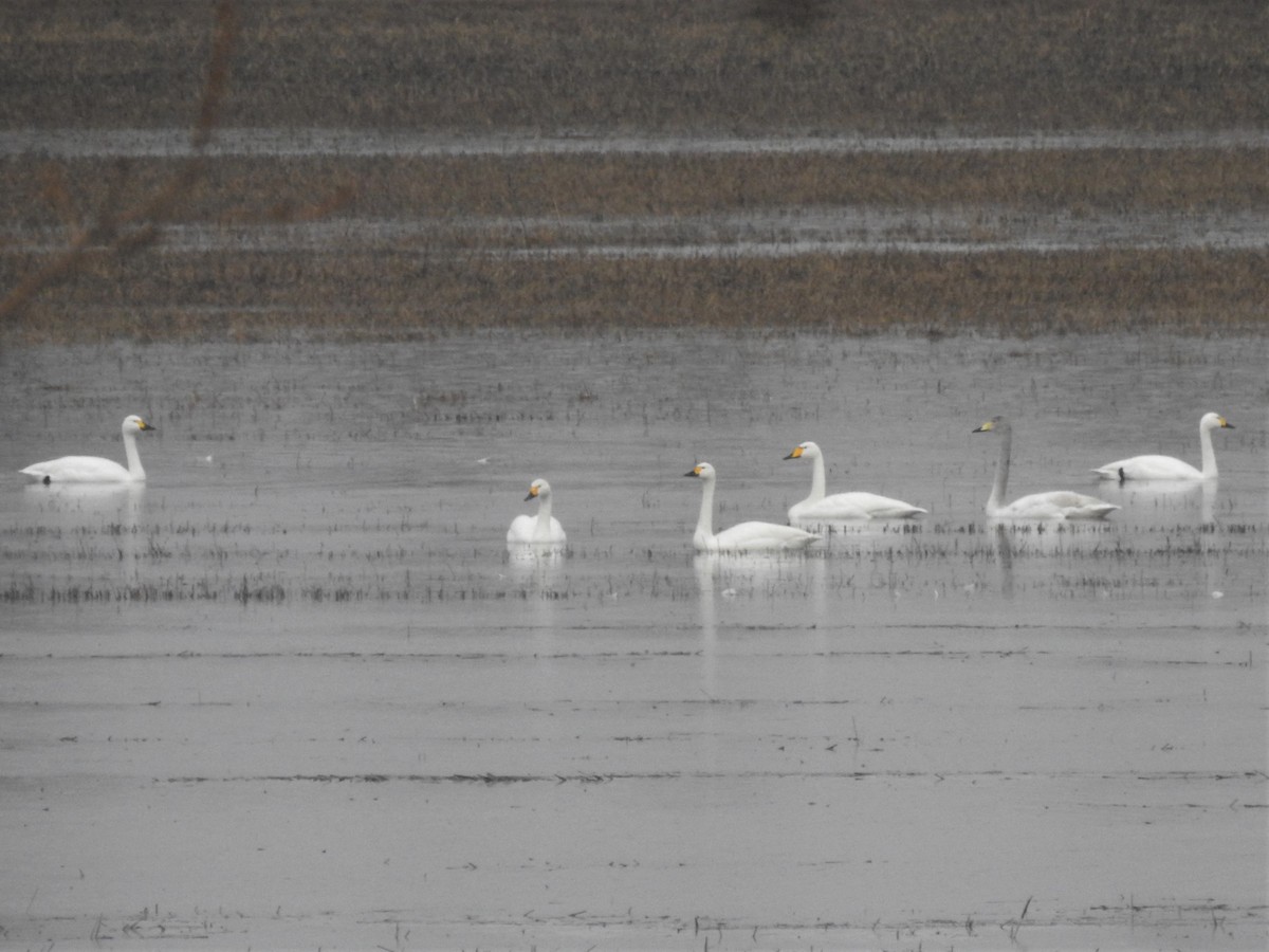 Tundra Swan (Bewick's) - ML137995911