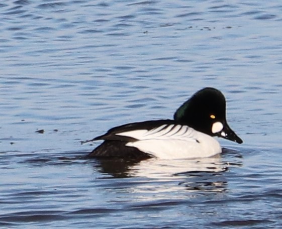 Common Goldeneye - ML137996081