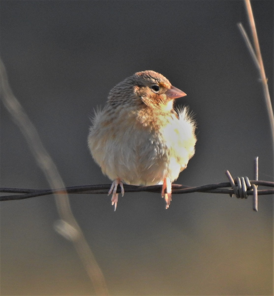 Grasshopper Sparrow - Bill Pelletier