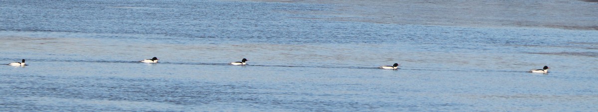 Common Merganser - ML137997191