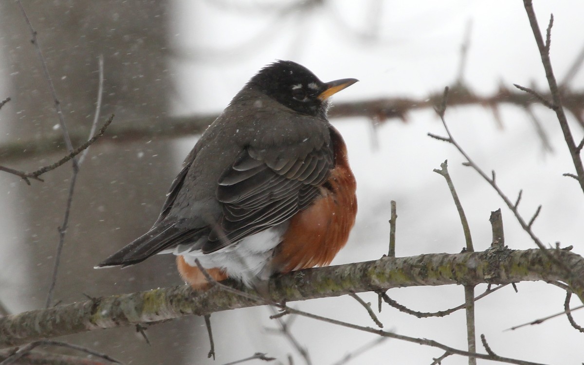 American Robin - ML137997251