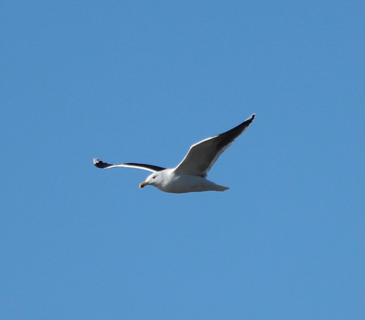 Great Black-backed Gull - valerie heemstra