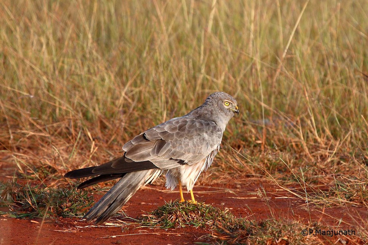 Aguilucho Cenizo - ML137997401