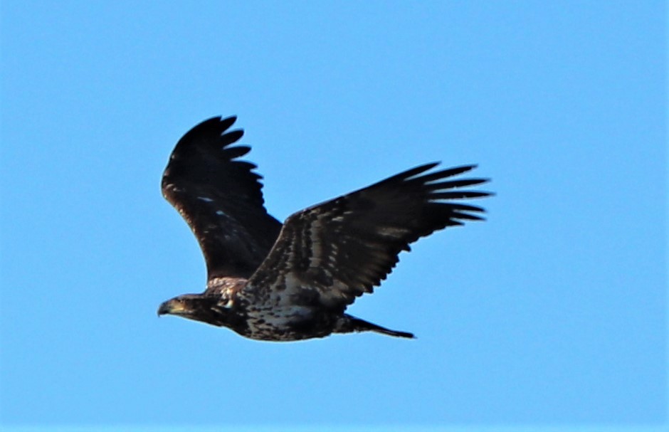 Weißkopf-Seeadler - ML137997501