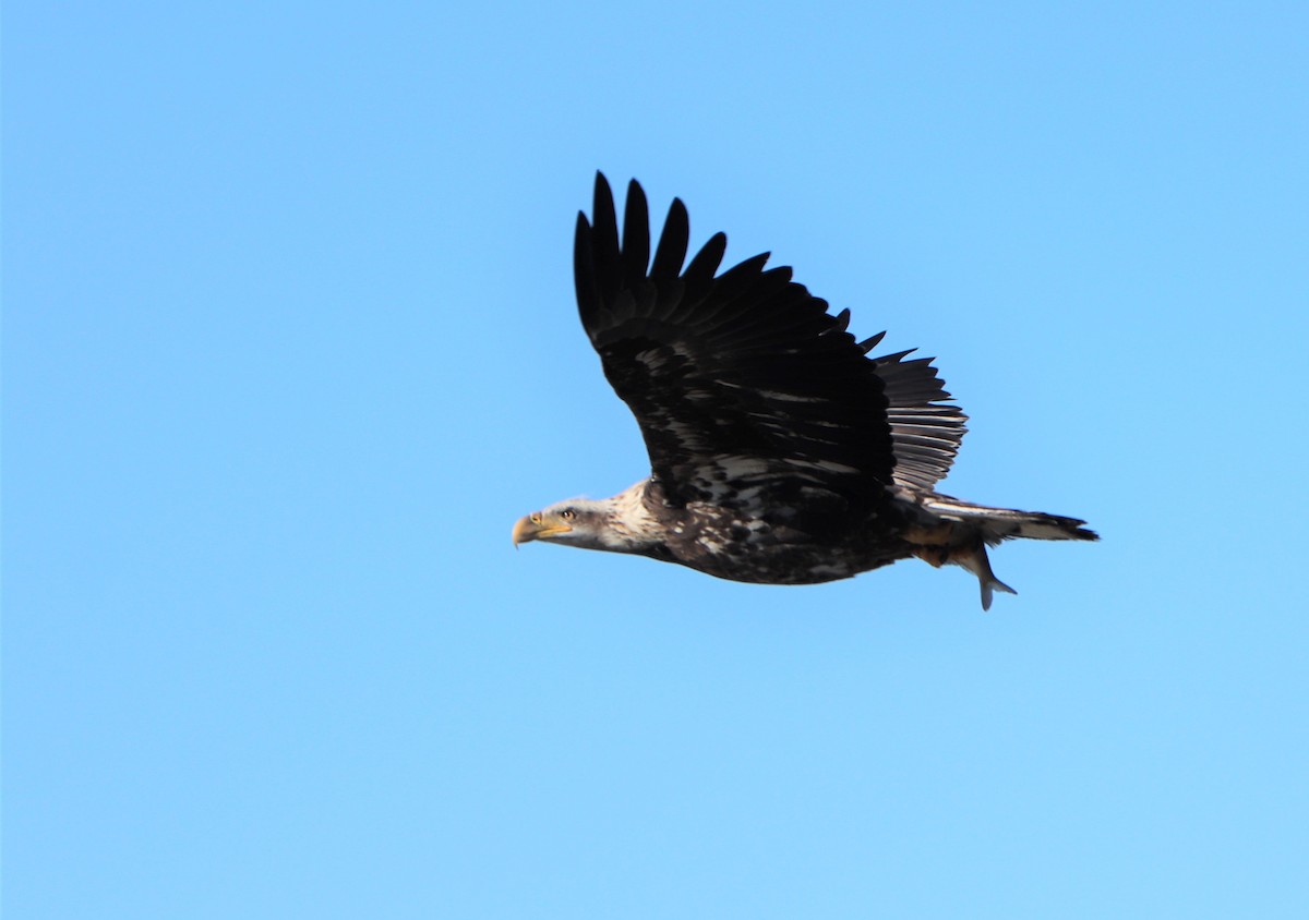 Bald Eagle - ML137997531