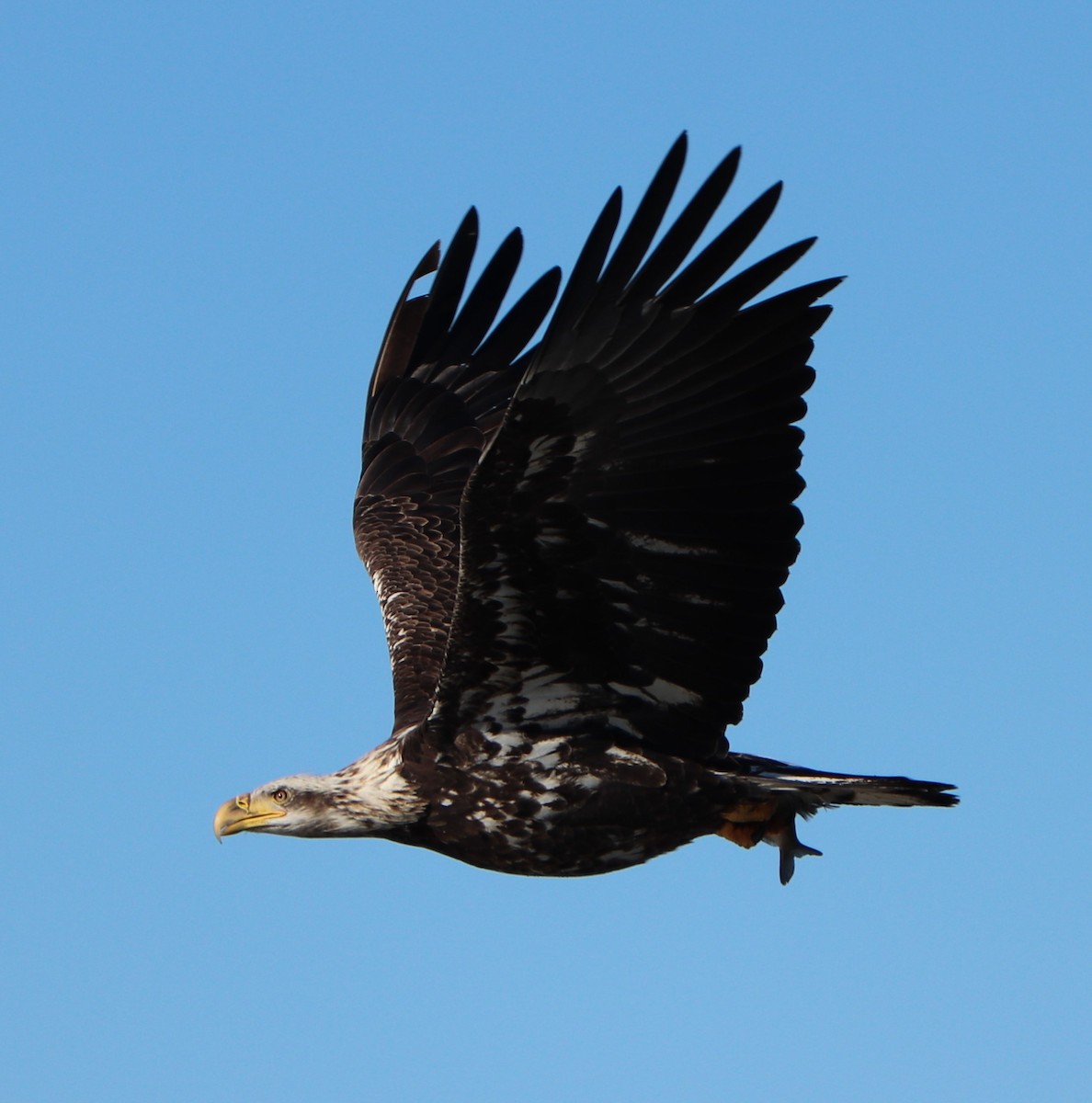 Bald Eagle - ML137997581