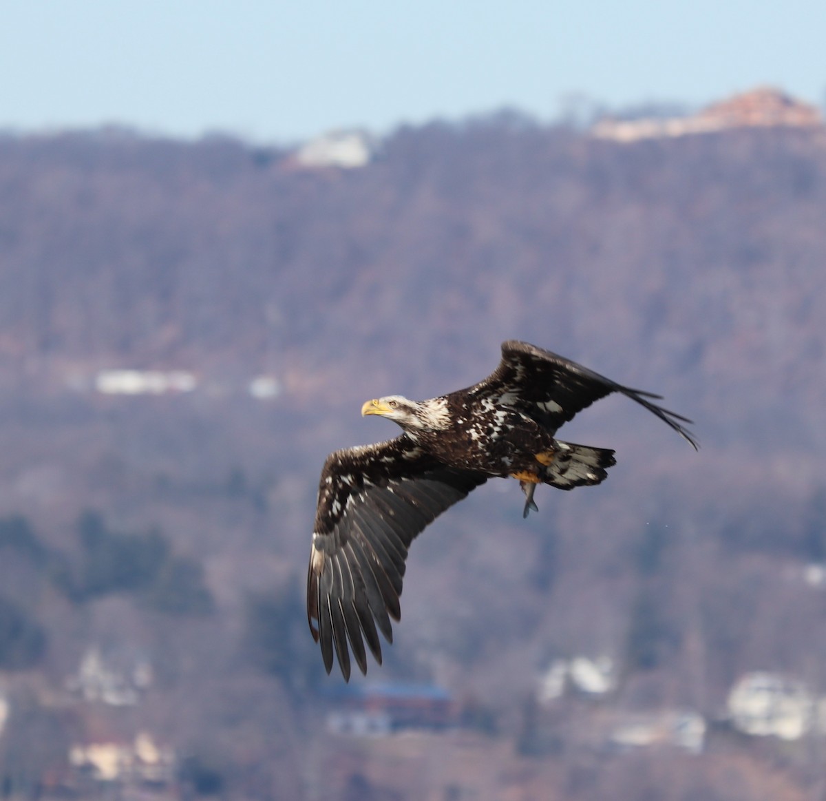 Weißkopf-Seeadler - ML137997611