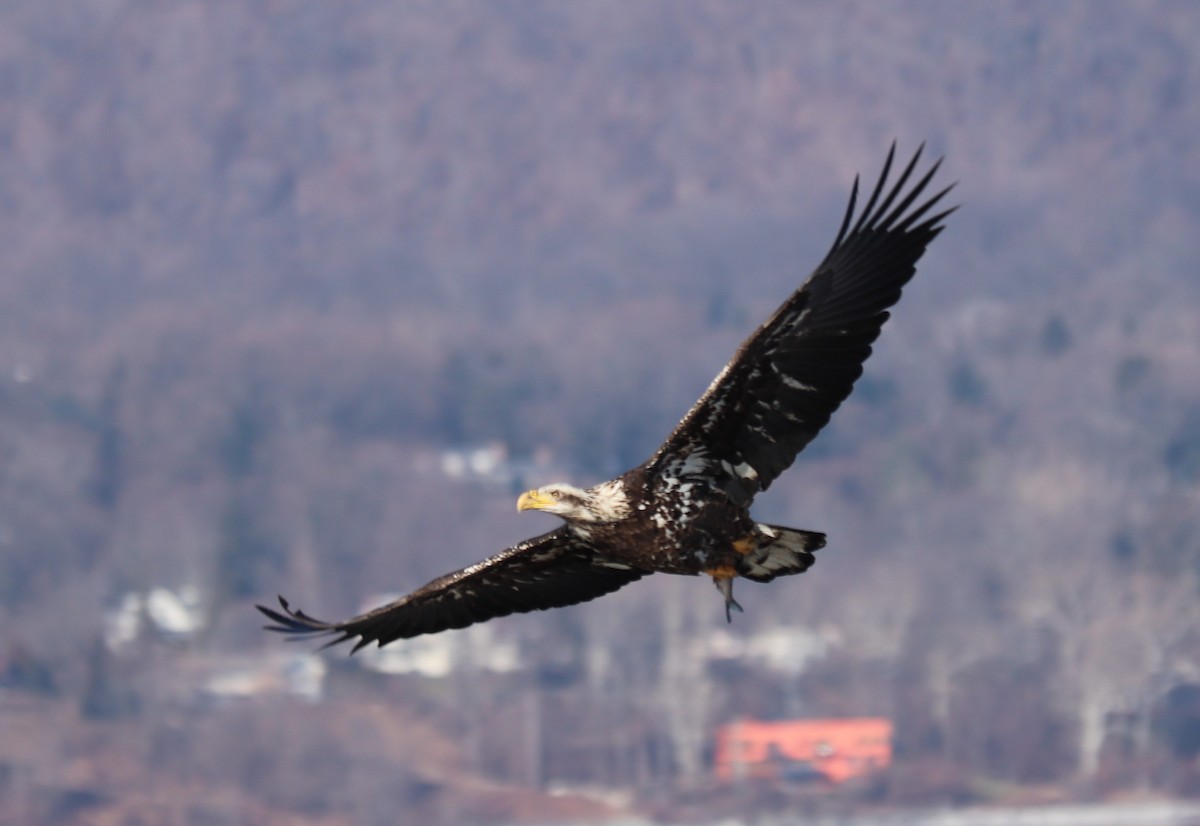 Weißkopf-Seeadler - ML137997661