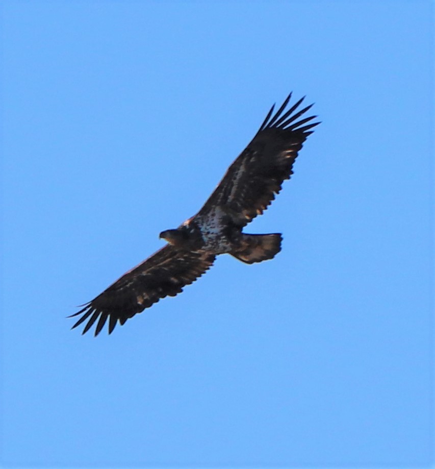 Bald Eagle - ML137997751