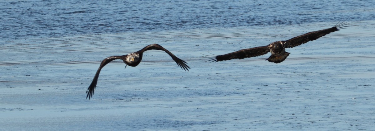 Weißkopf-Seeadler - ML137997831