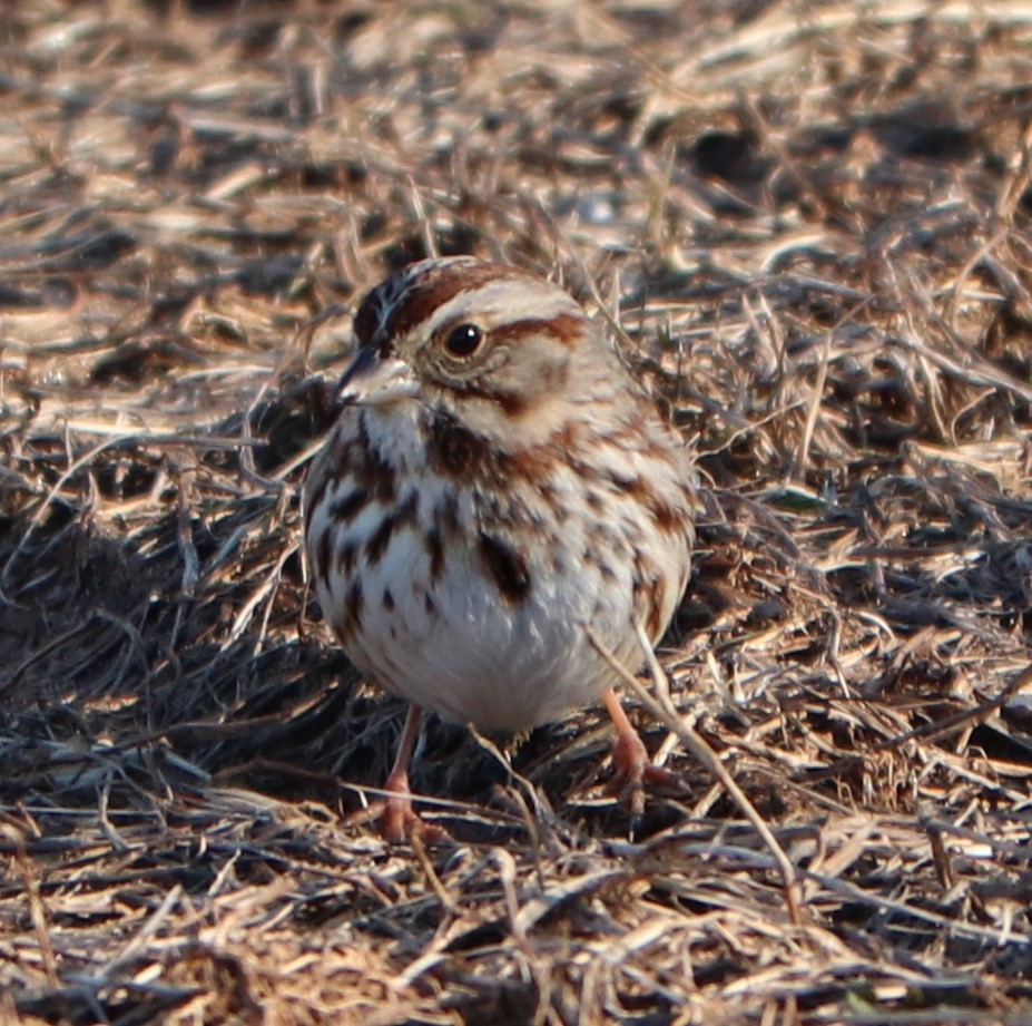 Song Sparrow - ML137998611