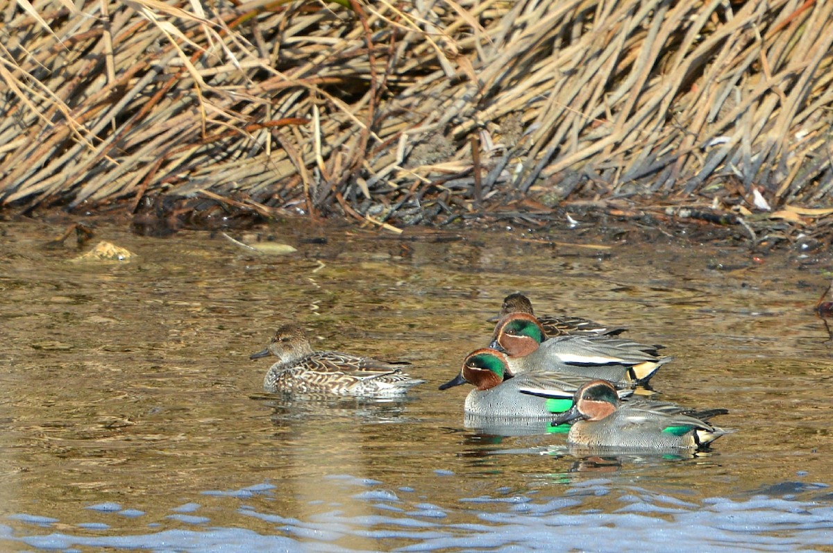 Green-winged Teal - ML137999281