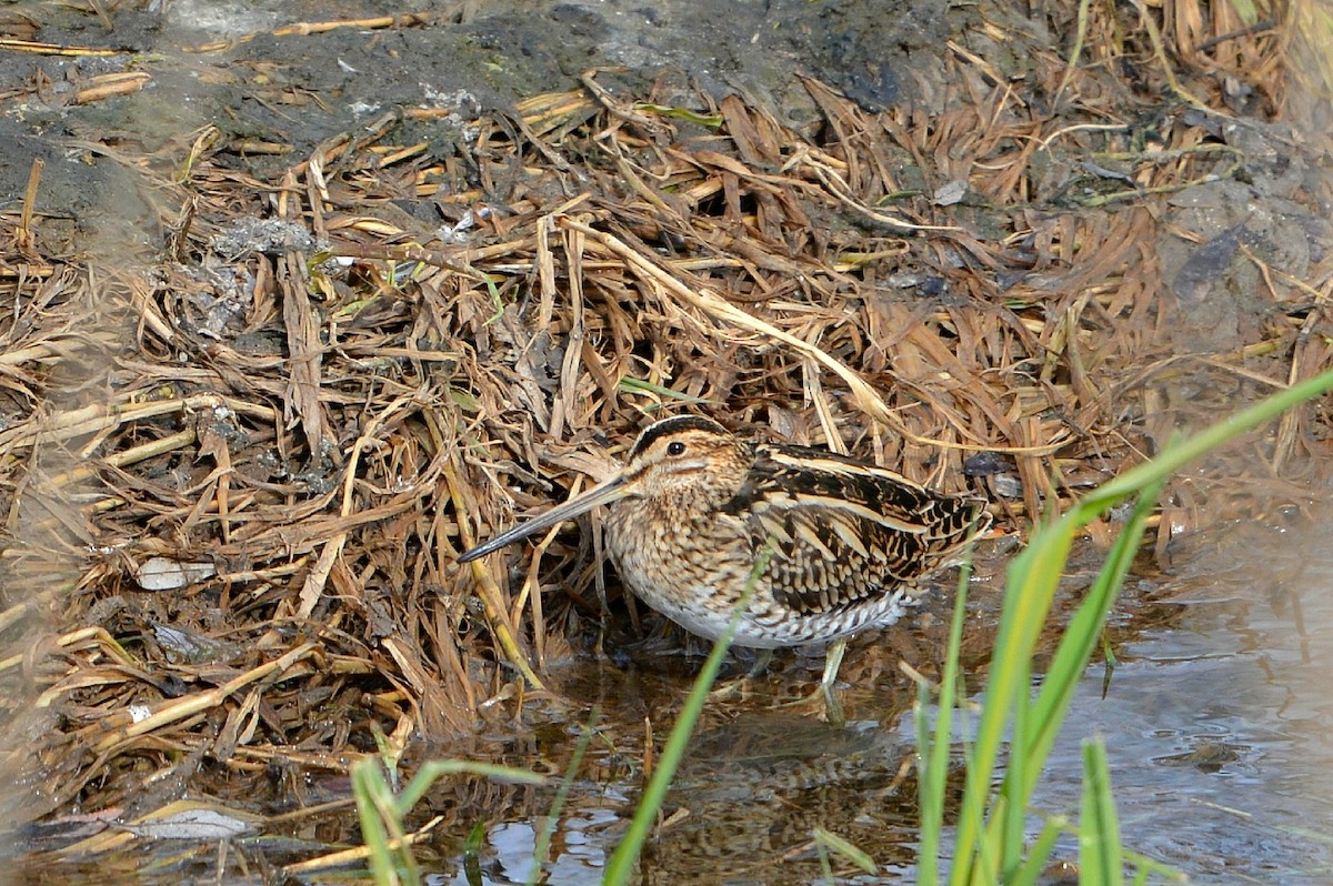 Common Snipe - ML137999371