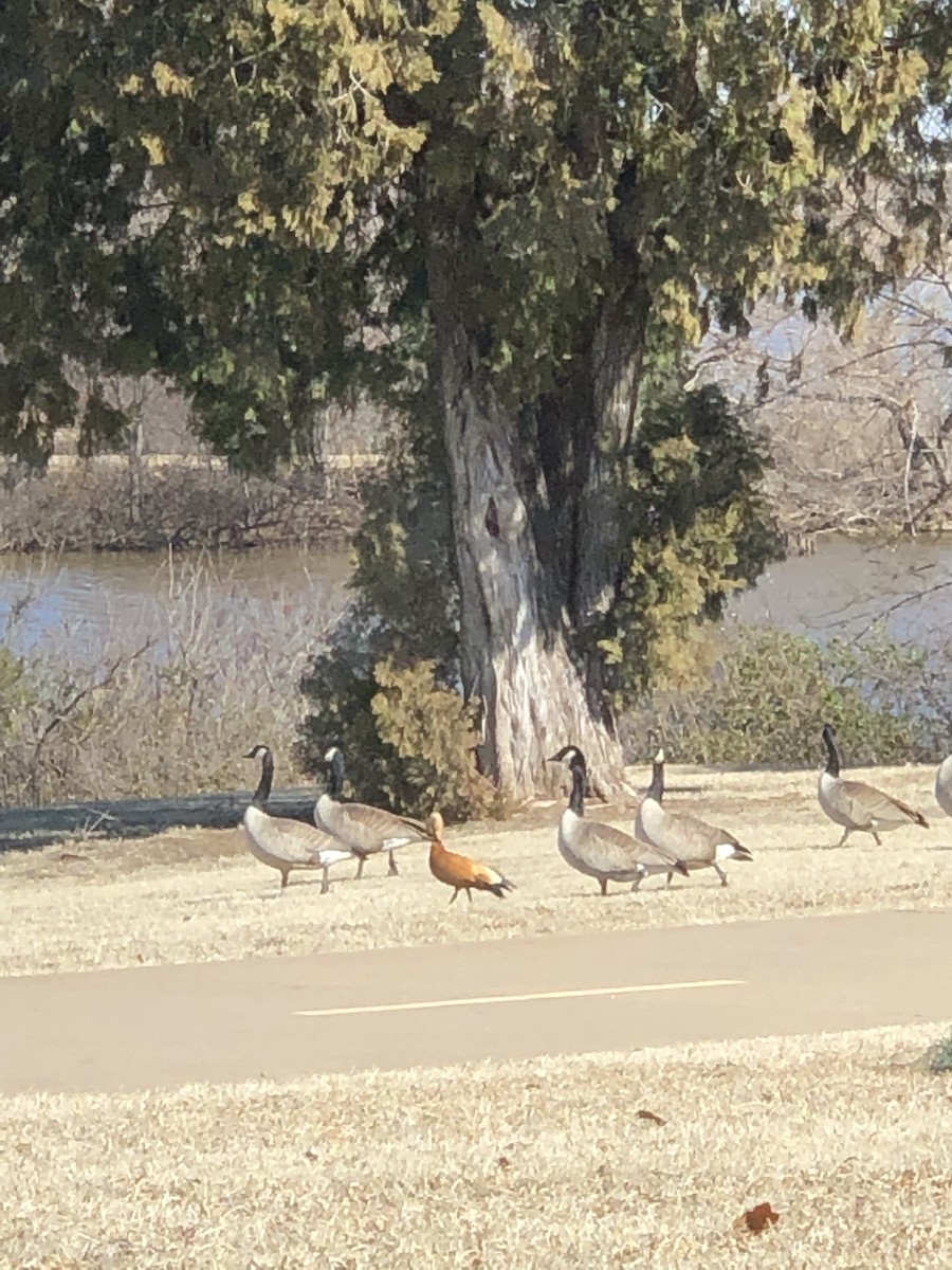 Ruddy Shelduck - Logan Dickinson