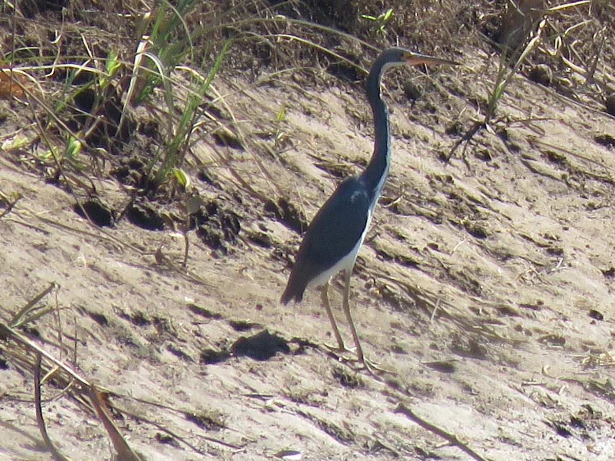 Tricolored Heron - ML138001941