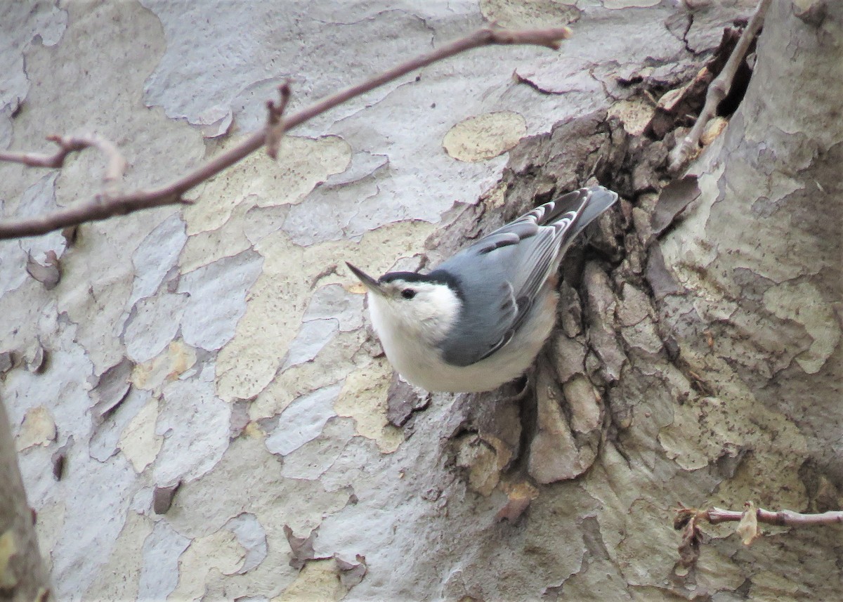 White-breasted Nuthatch - ML138002781