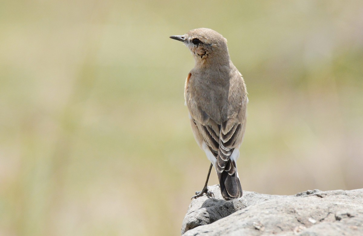 Isabelline Wheatear - Kyle Kittelberger