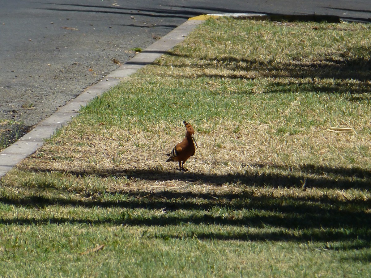 Eurasian Hoopoe (African) - ML138007451