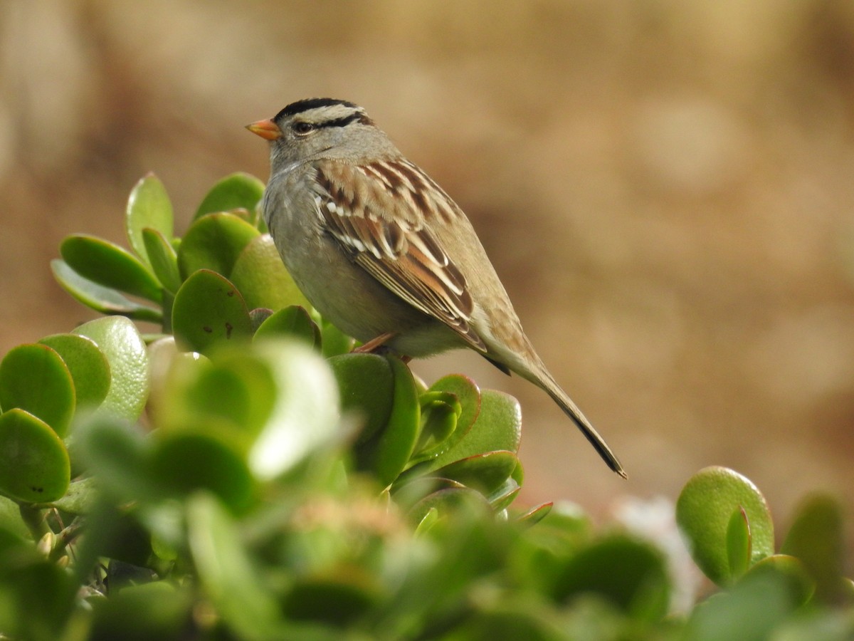 Bruant à couronne blanche - ML138007991