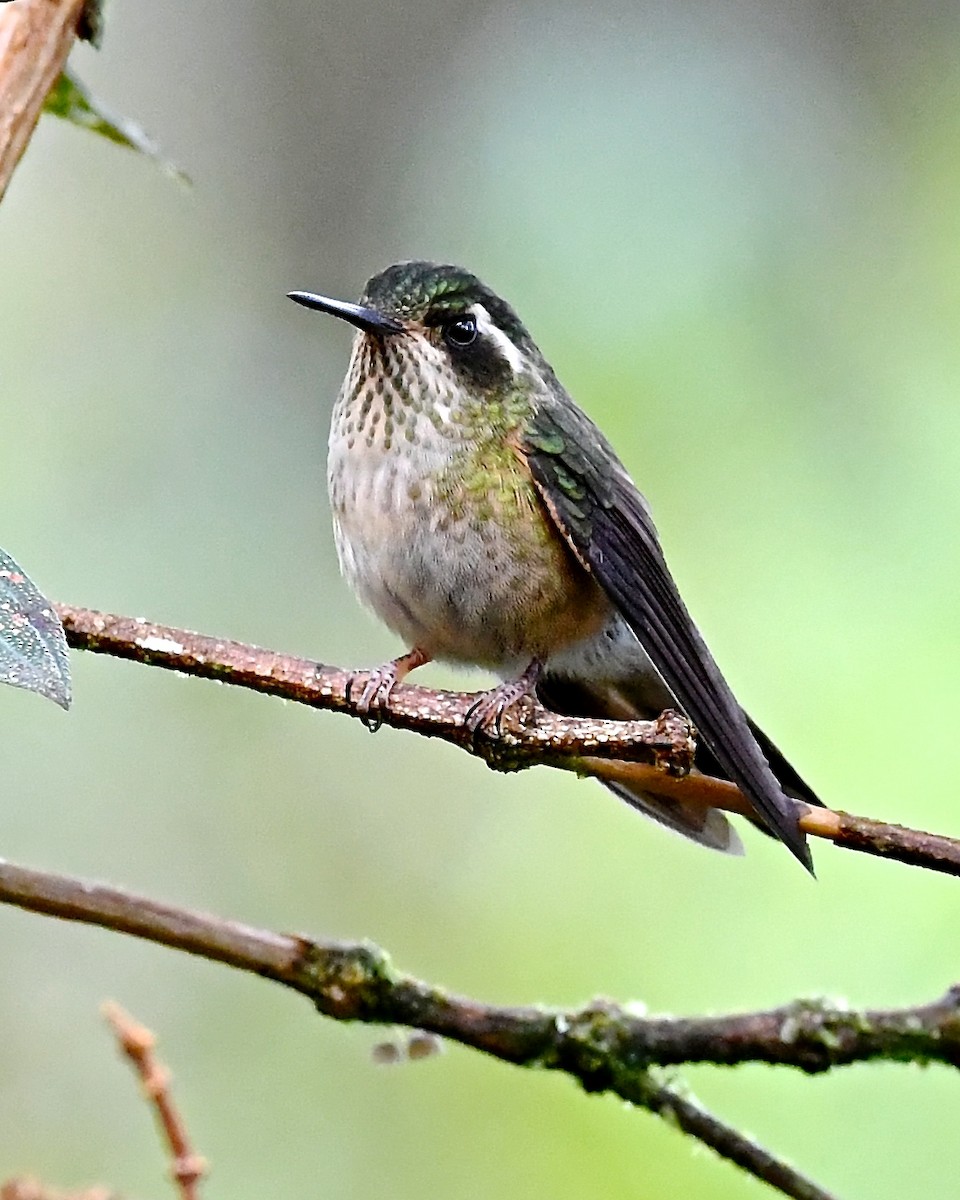 Speckled Hummingbird - Gerald Friesen