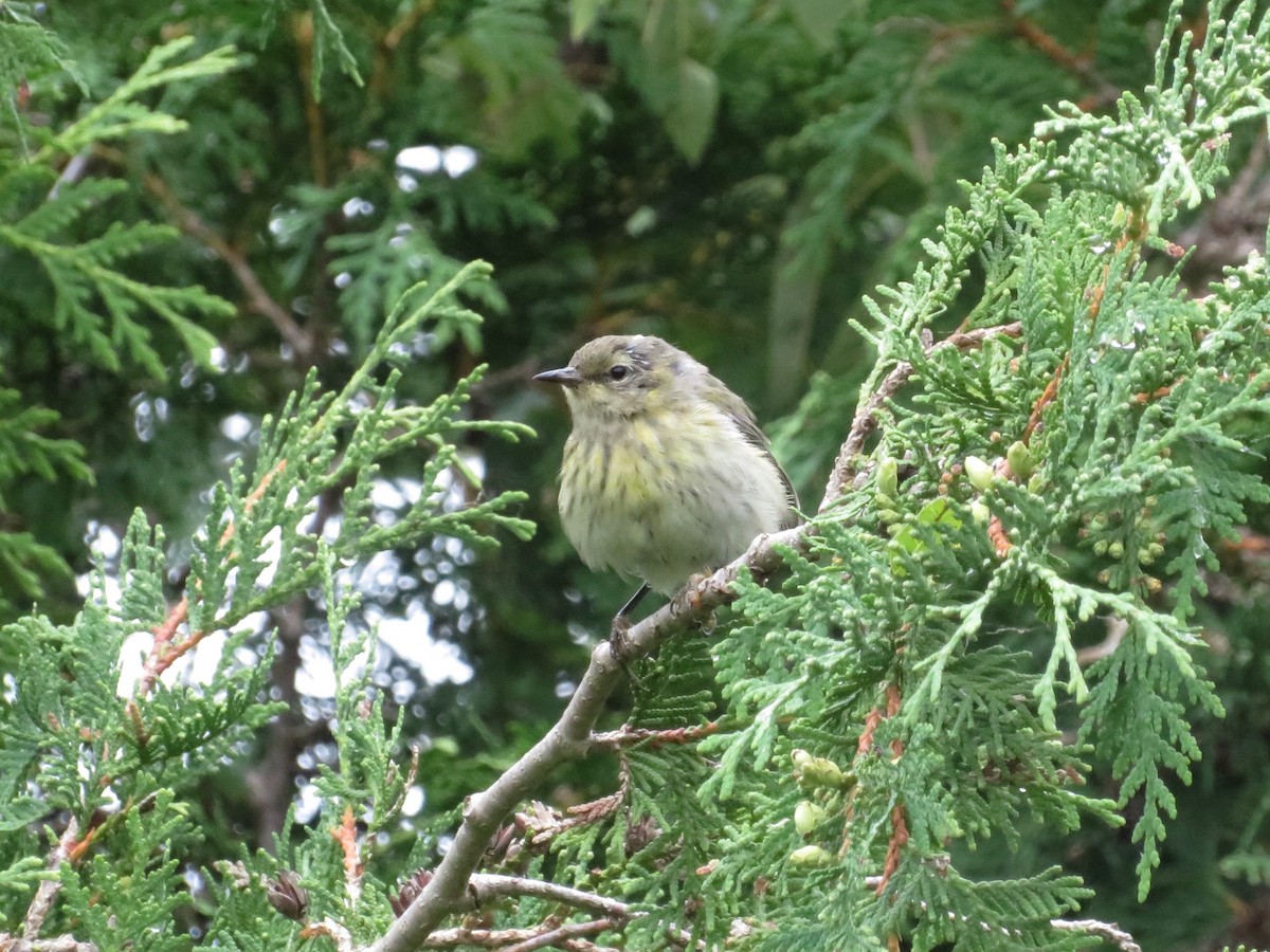 Cape May Warbler - ML138010311