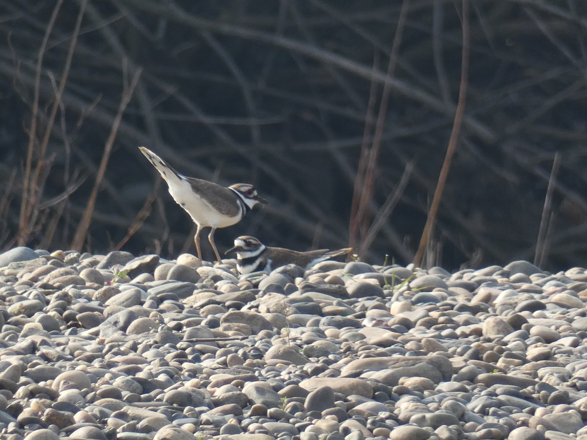 Killdeer - ML138010401