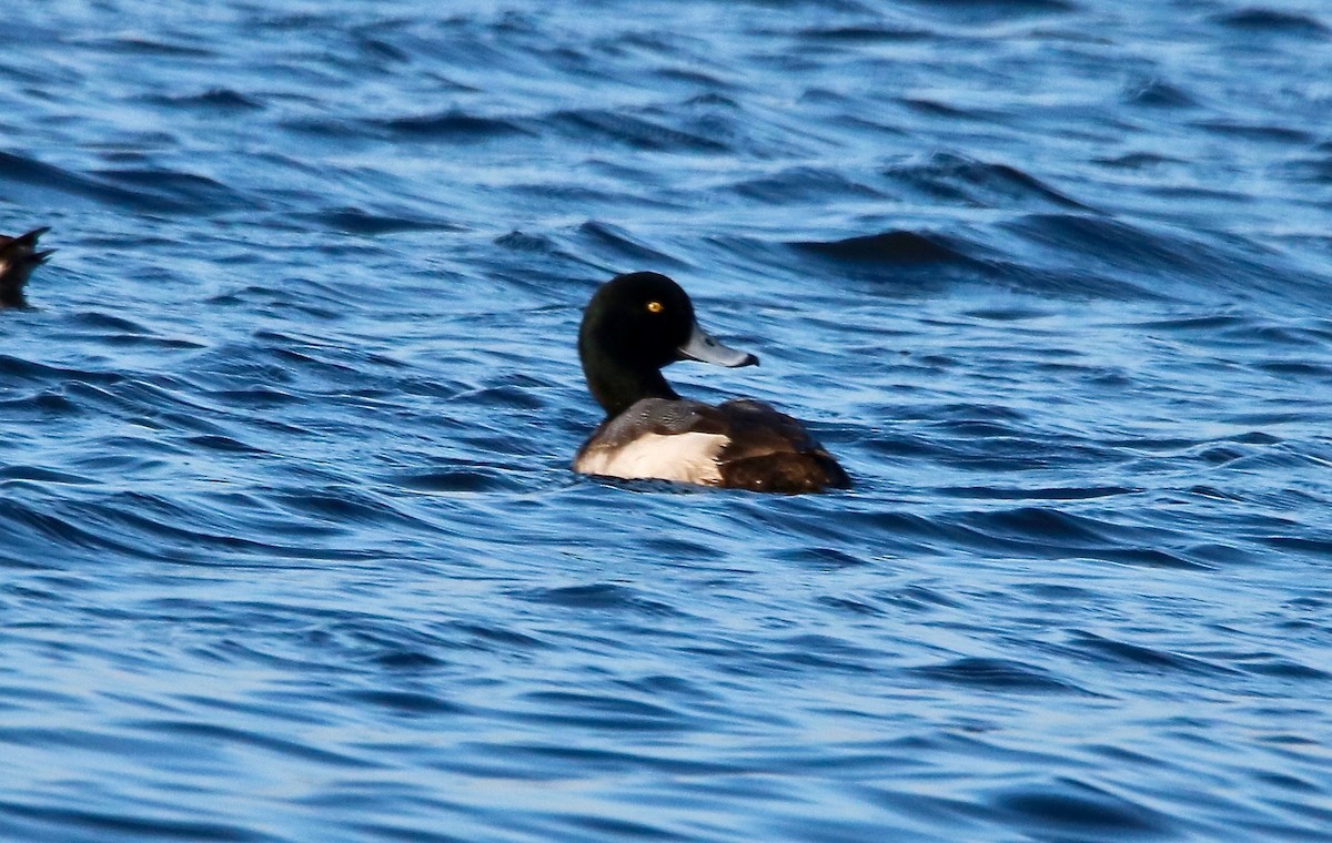 Greater Scaup - ML138010611