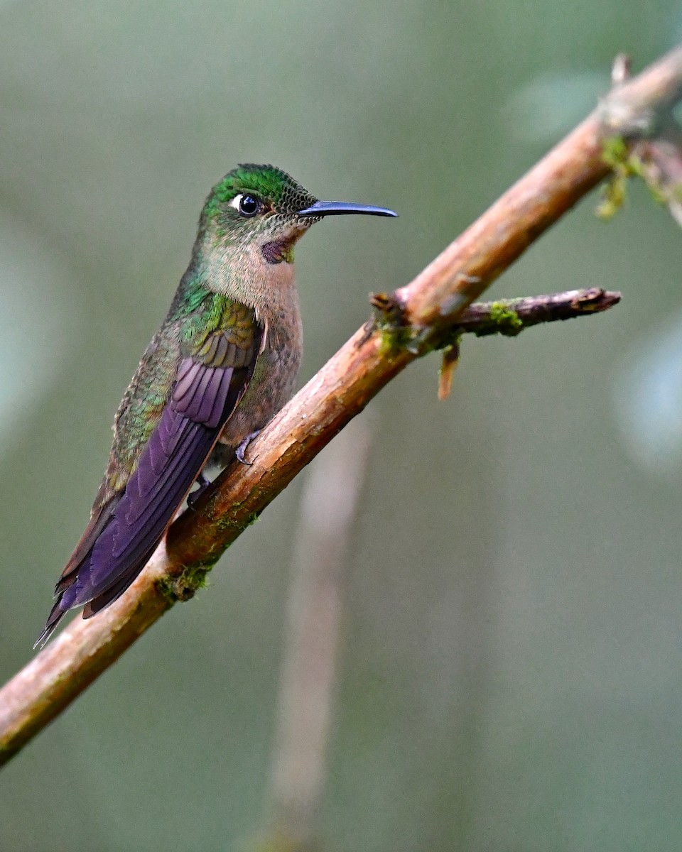 kolibřík hnědobřichý - ML138010691
