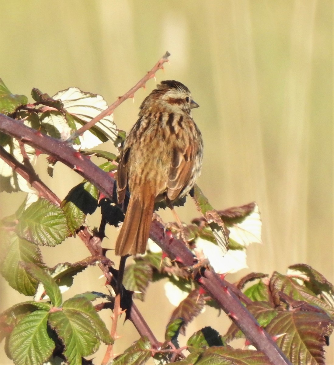 Song Sparrow - ML138011231